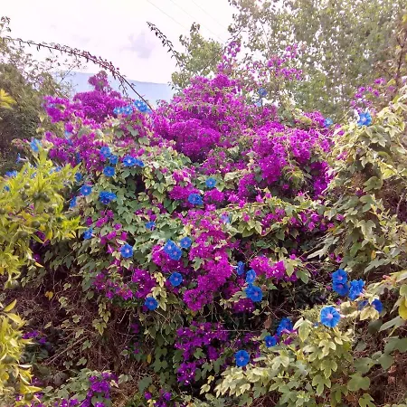 Kaminakia Apartments-adults Only -walk Into A Tranquil Oasis Where Peace & Quiet Are Woven Into Every Breath -nestled Within A Serene Evergreen Cypress Forest, Each Opens Wide To The Endless Sea And A Sunbathed Pool Awaits To Soothe Your Se Appartement Fiskardo