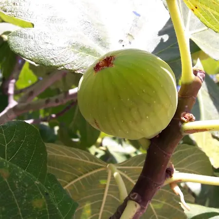 Kaminakia Apartments-adults Only -walk Into A Tranquil Oasis Where Peace & Quiet Are Woven Into Every Breath -nestled Within A Serene Evergreen Cypress Forest, Each Opens Wide To The Endless Sea And A Sunbathed Pool Awaits To Soothe Your Se