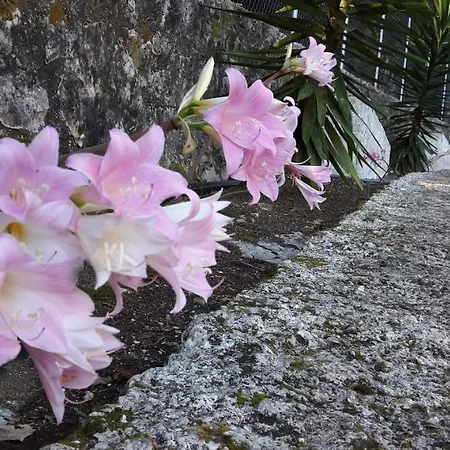 Kaminakia Apartments-adults Only -walk Into A Tranquil Oasis Where Peace & Quiet Are Woven Into Every Breath -nestled Within A Serene Evergreen Cypress Forest, Each Opens Wide To The Endless Sea And A Sunbathed Pool Awaits To Soothe Your Se * Fiskardo