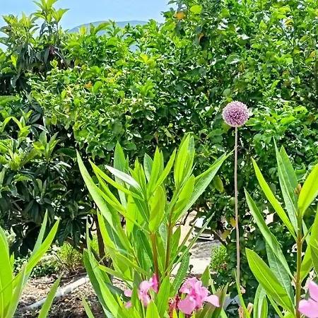 Kaminakia Apartments-adults Only -walk Into A Tranquil Oasis Where Peace & Quiet Are Woven Into Every Breath -nestled Within A Serene Evergreen Cypress Forest, Each Opens Wide To The Endless Sea And A Sunbathed Pool Awaits To Soothe Your Se *