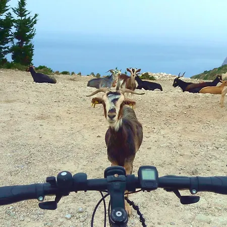 Kaminakia Apartments-adults Only -walk Into A Tranquil Oasis Where Peace & Quiet Are Woven Into Every Breath -nestled Within A Serene Evergreen Cypress Forest, Each Opens Wide To The Endless Sea And A Sunbathed Pool Awaits To Soothe Your Se * Fiskardo