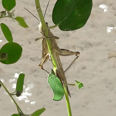 Kaminakia Apartments-adults Only -walk Into A Tranquil Oasis Where Peace & Quiet Are Woven Into Every Breath -nestled Within A Serene Evergreen Cypress Forest, Each Opens Wide To The Endless Sea And A Sunbathed Pool Awaits To Soothe Your Se *