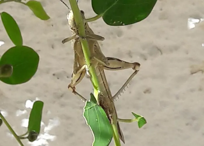 Kaminakia Adults Only *