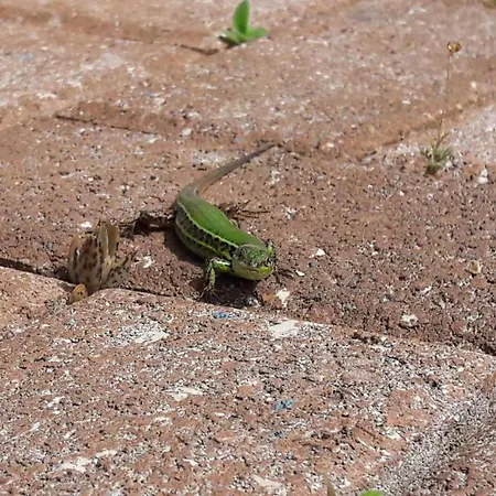 Kaminakia Apartments-adults Only -walk Into A Tranquil Oasis Where Peace & Quiet Are Woven Into Every Breath -nestled Within A Serene Evergreen Cypress Forest, Each Opens Wide To The Endless Sea And A Sunbathed Pool Awaits To Soothe Your Se